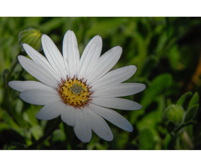 Avalanche White Sun Daisy
